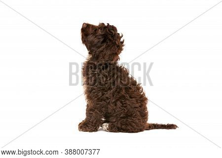 chocolate cockapoo puppies