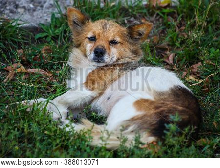 A Homeless Dog Is Resting, Lying On The Grass On A Hot Autumn Day