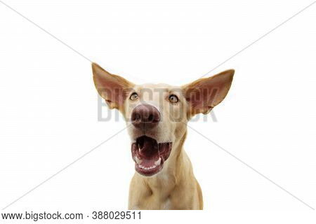 Funny Surprised Puppy Dog Face Expression With Big Ears. Isolated On White Background.