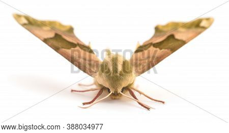 Lime Hawk-moth (mimas Tiliae).