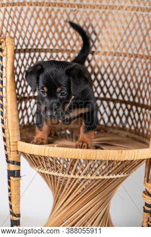 A Portrait Of A Cute Jack Russel Terrier Dog, Standing On A Rattan Chair, Isolated On A White Backgr