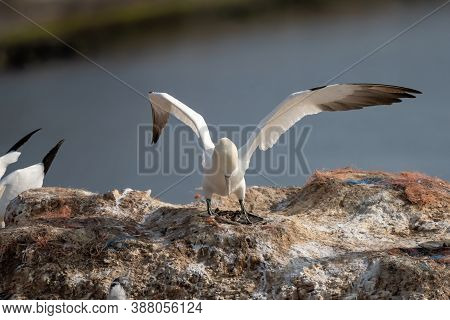 Northern Gannet With Spreadout Wings Landing Near His Mate In A Breeding Colony At Cliffs Of Helgola