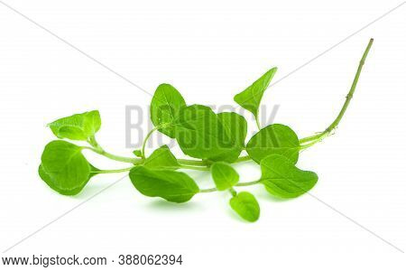 Watercress Vegetable An Isolated On White Background