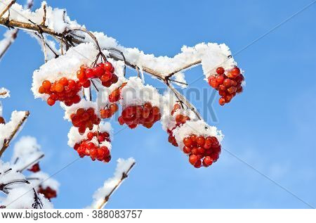 Twigs With Red Berries Viburnum Opulus (common Names: Guelder-rose, Water Elder, Cramp Bark, Snowbal