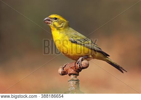 A male yellow canary (Crithagra flaviventris) perched on a tap, South Africa