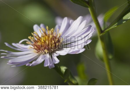 European Michaelmas Daisy Plant In An Autumn Garden
