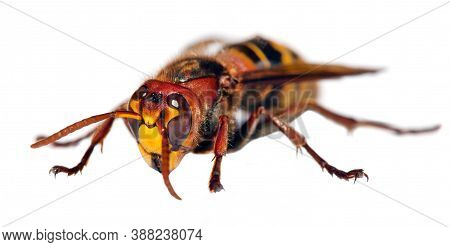 Detail Of European Hornet In Latin Vespa Crabro Isolated On White Background