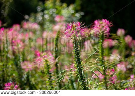 Pink Cleoma Flowering Garden Plant. It Is Also Called Champagne Splash. Beautiful Garden Flower. Clo
