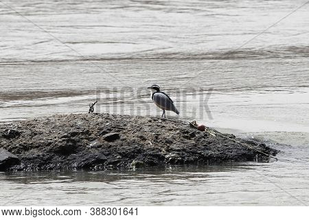Egyptian Plover, Pluvianus Aegyptius