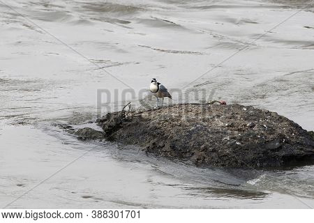 Egyptian Plover, Pluvianus Aegyptius