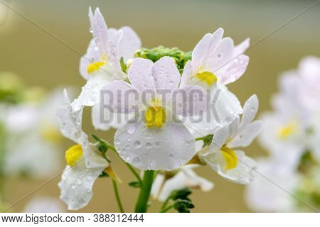 Macro Shot Of Wisley Vanilla Nemesia Flowers In Bloom