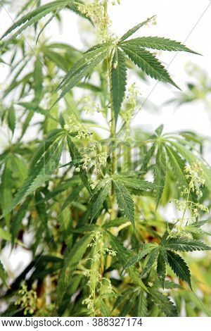 Flowering Male Marijuana Plant. Male Cannabis Sativa Plant with Flowers and Pollen. Marijuana is a common medical plant word wide. 