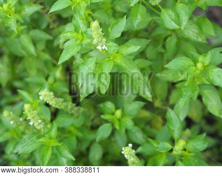 Thai Sweet Basil Or Horapha Light Green With Flower Wide Leaves While, Purple Stems, Flowers And Spe