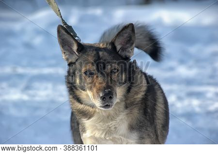 Mongrel In The Snow Portrait Close Up