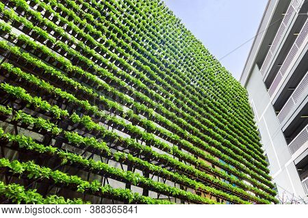Organic Farming. Hydroponic Organic Vegetables Are Growing In Greenhouse For Export To The Market. I
