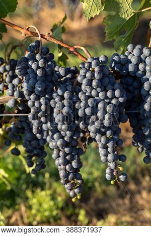 Close Up Of Red Merlot Grapes In Vineyard. Medoc, Gironde, Aquitaine. France