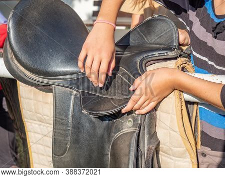 Rider Is Saddling A Horse And Tighten The Girth. Riding School Use Classic English Saddle