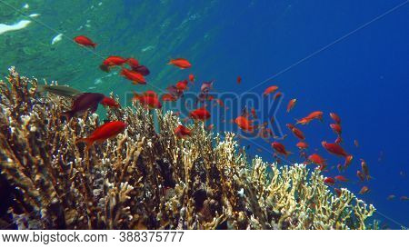 Colorful Tropical Fish Near The Coral Reef, Amazingly Beautiful Underwater Shot .