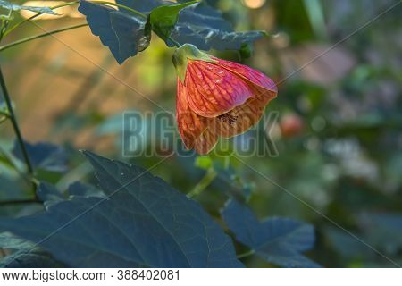 Abutilon Hybridum Chinese Lantern Hanging Colorful Flower