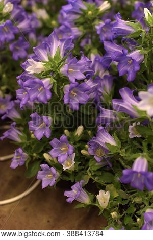 White And Blue Bells In A Pot