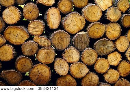 Background Round Firewood Stacked In A Pile, Harvesting Natural Fuel For Heating, Sawmill, Side View