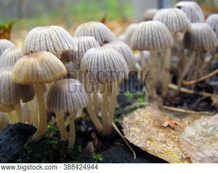 Family Of Fungi Coprinellus Disseminatus. Grows In Large Crowded Groups On Large Trees. Very Small M