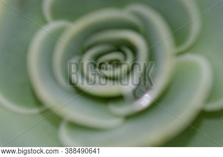 Abstract Picture Of The Upperside Of The Plant Aeonium Sp Out Of Focus.