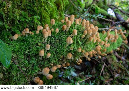 Close Up Of Mica Cap (coprinellus Micaceus) Mushrooms Growing On A Mossy Log