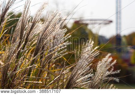 Chinese Silver Grass, Maiden Grass, Miscanthus Chinese, Miscanthus Sinensis Illuminated By Soft Even