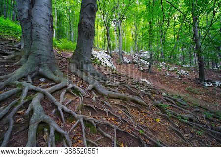 Trail in the forest made of bare tree roots. A lot of tree roots in the forest