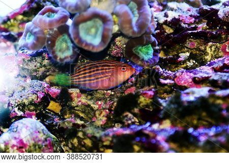 Six Line Saltwater Wrasse - Pseudocheilinus Hexataenia