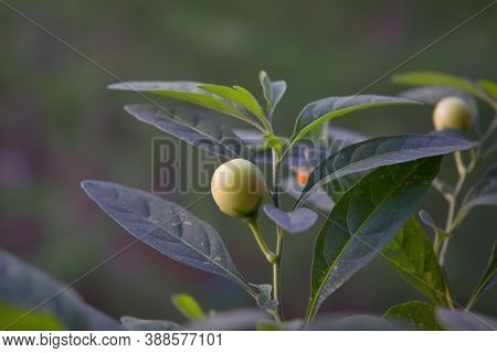 False Jerusalem Cherry. Latin Name - Solanum Pseudocapsicum. Leaves And Fruit Growing From Solanum P