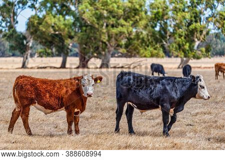 Cows Grazing In The Meadow At Country Wa Perth Australia