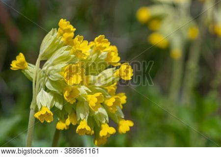 Cowslips (primula Veris)