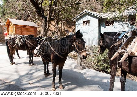 February 2019. Mules At The Foot Of The Baoxiang Temple Is Also Called The Shibao Temple, Which Is L