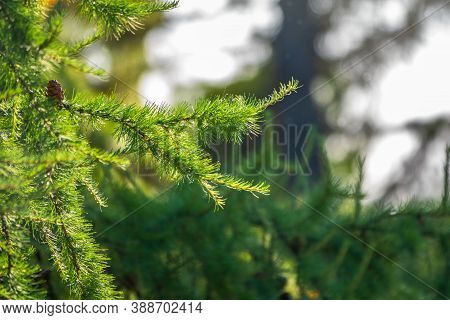 Larch Branches With Cones On Green Leaves Background. Natural Backcground
