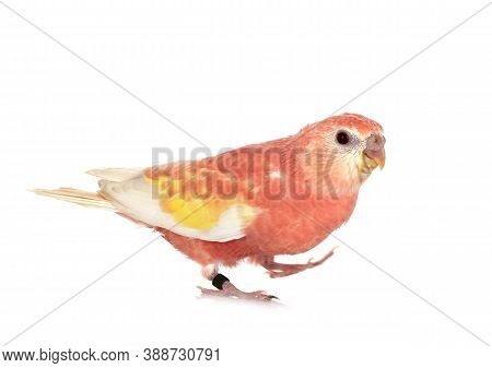 Bourke Parrot In Front Of White Background