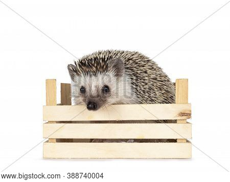 Cute Baby African Pygme Hedgehog, Sitting In Little Wooden Crate. Head Turned And Looking To Camera.