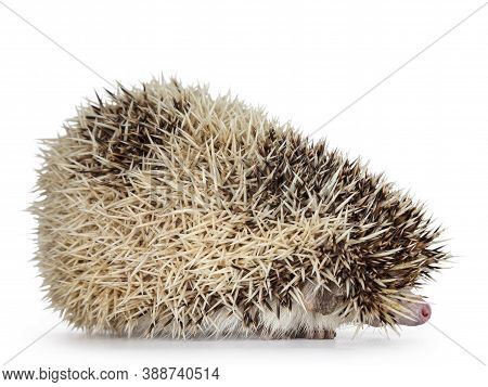 Cute Adult African Pygme Hedgehog, Standing In Hiding Side Ways. Showing Just Nose. Isolated On A Wh