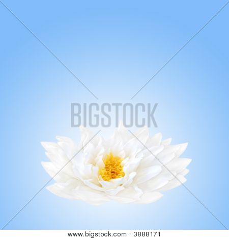 Lotus çiçek Güzellik