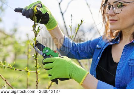 Spring Pruning Garden, Woman Gardener With Garden Scissors In Her Hands Makes Pruning Of Branches On