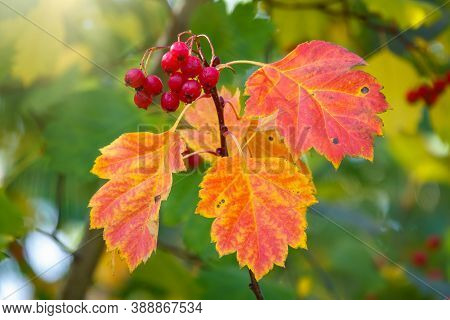 Autumn Hawthorn Branch With Red Berries And Yellow Green Leaves On A Blury Background. Autumn Leaf C