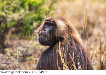 Detail Portrait Of Alpha Male Of Endemic Animal Monkey Gelada Baboon. Theropithecus Gelada, Debre Li