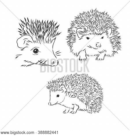 Hedgehog Sketch Drawing Isolated On White Background, Hedgehog, Vector Sketch Illustration