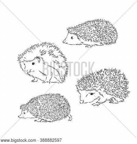 Hedgehog Sketch Drawing Isolated On White Background, Hedgehog, Vector Sketch Illustration