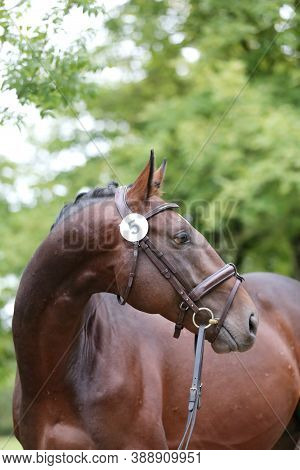Beautiful Face Of A Purebred Horse. Portrait Of Beautiful Stallion. A Head Shot Of A Single Horse. H