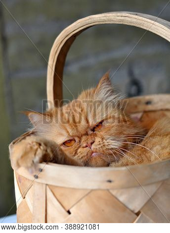 Adorable Red Domectic Cat Sitting In A Wicker Basket