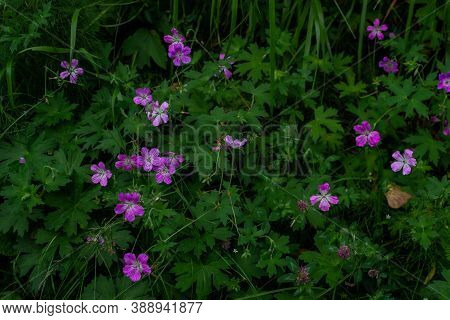 Many Meadow Geranium, Meadow Crane's-bill, Geranium Pratense, Field Plant, Five-petaled Purple Pink 