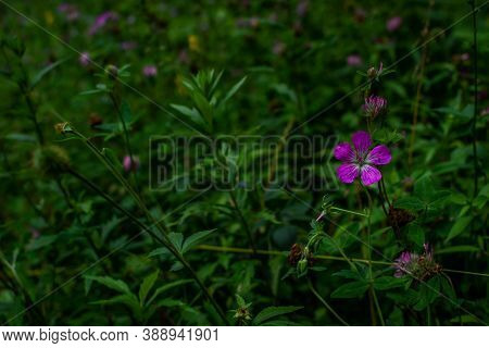 Meadow Geranium, Meadow Crane's-bill, Geranium Pratense, Field Plant, Five-petaled Purple Pink Flowe