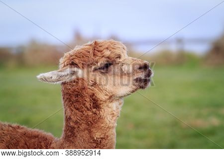 Close Up Head Of New Zealnd Alpaca Against Green Blur Background